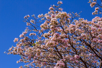 Flores de ipê cor-de-rosa com céu azul ao fundo.