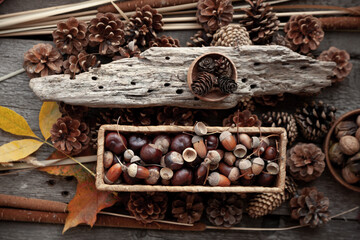 Autumn background. Still life of acorns, chestnuts and cones. Wooden background. Top view. Rustic style.