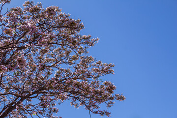 Ipê Rosa Florido com céu azul ao fundo.