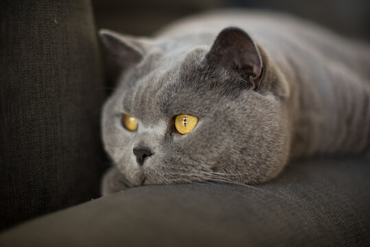Close up of a grey British Short Hair cat with a round face and bright orange eyes lying on a couch in a flat in Edinburgh, Scotland, looking away with a relaxed attitude