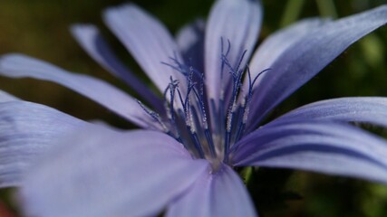 medicinal plant Cichorium intybus. chicory flower in blooming period