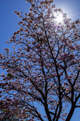 Ipê rosa florido com céu azul.