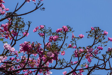 Ipê rosa com céu azul ao fundo.