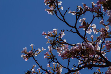 Galhos de árvore com flores iluminadas em contraluz.