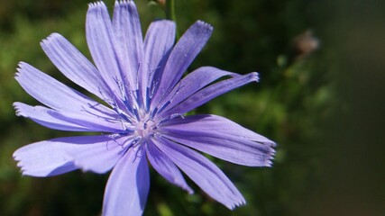 Fototapeta premium medicinal plant Cichorium intybus. chicory flower in blooming period