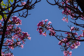 Detalhes de um ipê rosa com céu azul ao fundo.