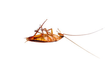 Ancient animals, dead cockroaches Lonely on white background Side view