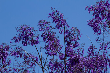 Flores roxas de jacarandá com céu azul.