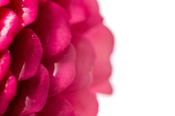 Purple pink magenta zinnia flower isolated against a white background