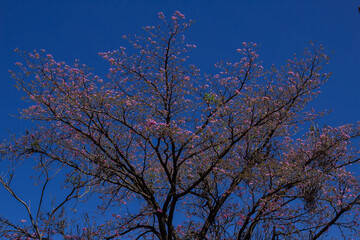 Ipê com os galhos carregados de flores cor-de-rosa com céu azul ao fundo.