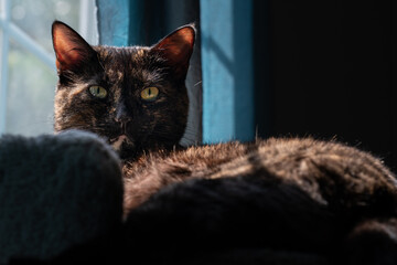 A tortoiseshell cat poses against a blue background with a look of judgment