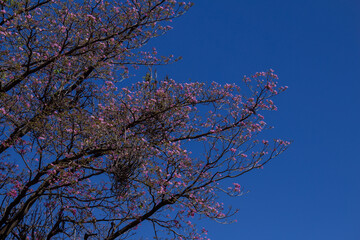 Ipê rosa com os galhos carregados de flores.