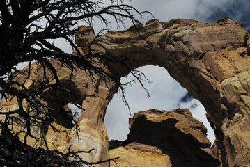 Fototapeta na wymiar Utah- Close Up of Bare Tree and Shadows at Grosvenor Arch