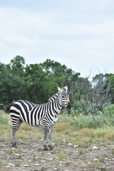 zebra, adult, road, day, white, mammal, africa, young, animal, wild, travel, sunny, walk, striped, african, wildlife, equus, grass, summer, lifestyle, black, stripes, nature, background, looking, safa
