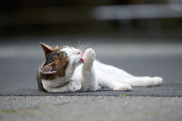 道路の真ん中で体を掃除している野良猫