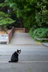 道路の真ん中に座っている猫