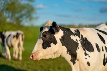 Deutsche Holsteins - schwarz-weiß gescheckte Milchkühe auf einer Bio Weide