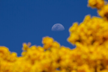 Lua no céu e copa de uma árvore florida.