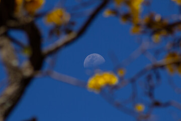 Lua no céu azul e galhos de ipê cheio de flores amarelas.