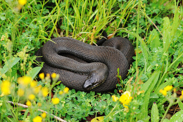 Snake stock photos. Snake close-up profile view in foliage background. Image. Picture. Portrait. 