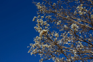 Galhos de ip&ecirc; cheio de flores brancas com c&eacute;u azul.