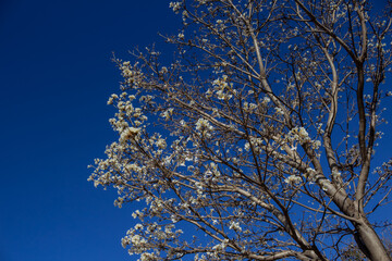 Galhos de ipê cheio de flores brancas.