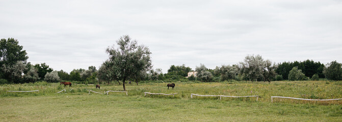 Green countryside field. Idyllic rural scene.