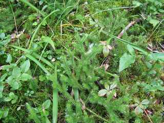 water drops on a green grass