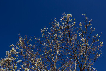 Galhos de ipê branco cheio de flores.