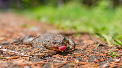 Toter Frosch / Kröte bei der Wanderung am Wegesrand im sommer