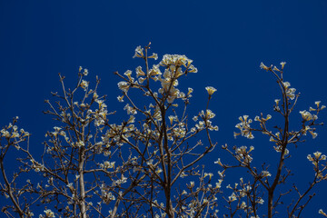 Galhos de ipê branco carregado de flores.