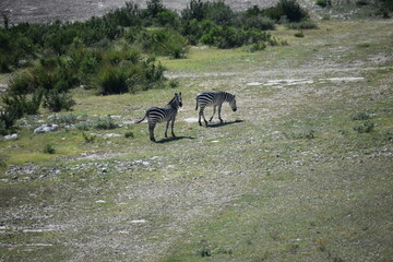 zebra portrait from a distance