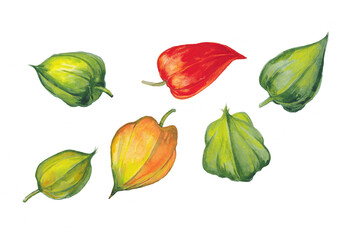 Watercolor colorful physalis isolated on white.