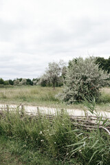 Green countryside field. Idyllic rural scene.