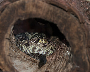 Snake Stock Photos.  Snake close-up profile view in its environment and surrounding displaying head, eye and skin snake. Image. Picture. Portrait.