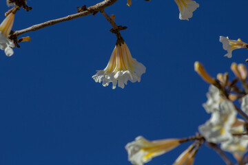 Uma flor branca de ipê no galho com céu ao fundo.