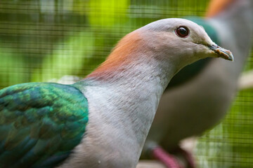 The chestnut-naped imperial pigeon (Ducula aenea paulina) stands on the branch. It is subspecies of Green imperial pigeon from Celebes Indonesia 