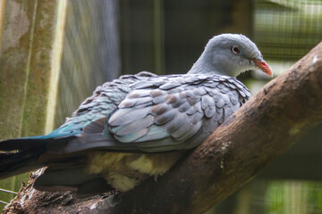 The spotted imperial pigeon (Ducula carola) is a species of bird in the family Columbidae. Endemic to the Philippines, it lives in forests and forest edges. 