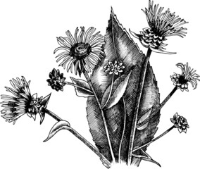 Monochrome vector black and white inula flowers.