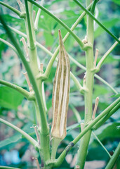Filtered image organic okra pod mature and dry on the plant for saving seeds at backyard garden near Dallas, Texas, USA