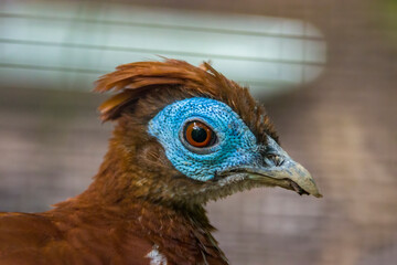 The male crested fireback (Lophura ignita) , a forest pheasant with  a brown bird with short crest, blue facial skin and spotted black-and-white below.