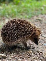hedgehog in the grass