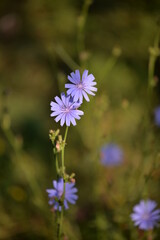 medicinal plant Cichorium intybus. chicory flower in blooming period