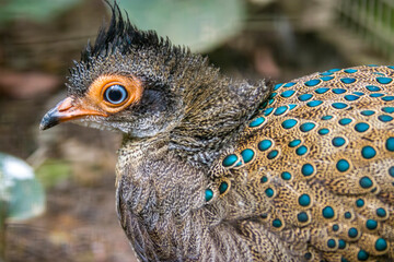 The Malayan peacock-pheasant (Polyplectron malacense) is a medium-sized pheasant of the galliform family Phasianidae.
Their plumage is generally pale brown with small black spots and bands all over,