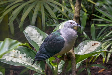 The Pacific imperial pigeon (Ducula pacifica) is a widespread species of pigeon in the family Columbidae.
Its natural habitats are tropical moist lowland forests on smaller islands.