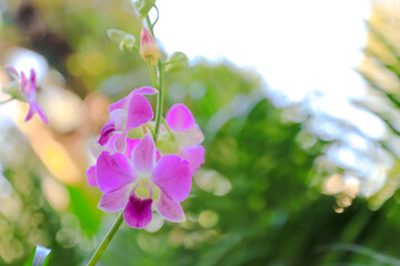 Orchid flower in garden at winter or spring day for postcard beauty and agriculture idea concept...