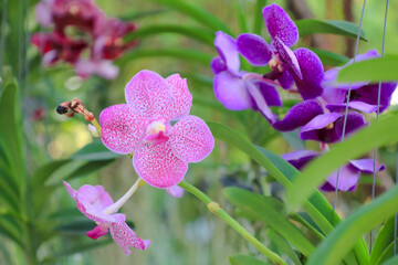 Orchid flower in garden at winter or spring day for postcard beauty and agriculture idea concept design. Phalaenopsis orchid.