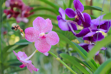 Orchid flower in garden at winter or spring day for postcard beauty and agriculture idea concept design. Phalaenopsis orchid.