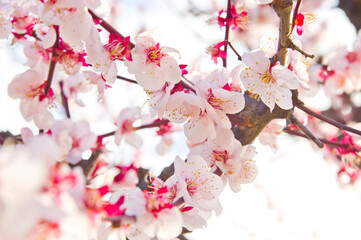Scientific name is Prunus mume.English name is Japanese apricot.