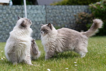 Ragdoll Katzen
